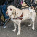 Close up of a guide dog